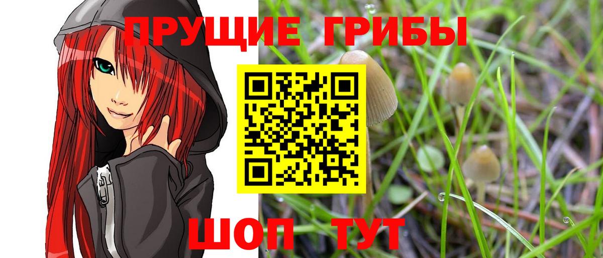 Ржев  закладки  Псилоцибиновые грибы прущие грибы  Вход с VPN  Псилоцибиновые грибы Psilocybine cubensis 